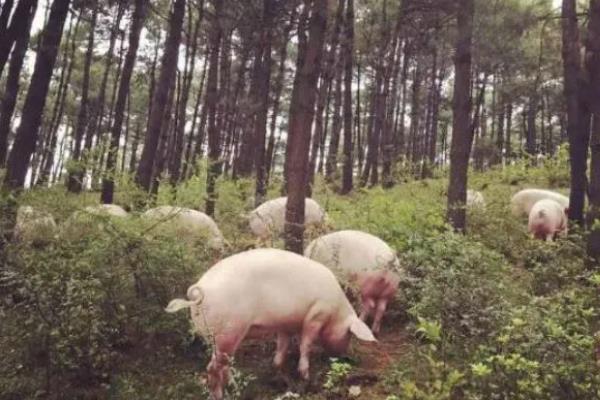 猪为什么突然不吃食，主要是中毒、应激、患有疾病所致