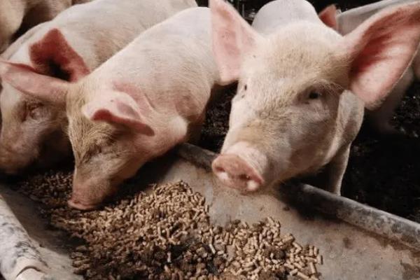 猪为什么突然不吃食，主要是中毒、应激、患有疾病所致