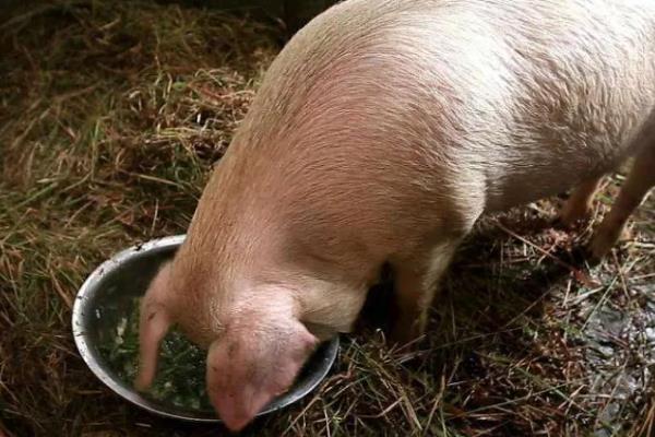 猪为什么突然不吃食，主要是中毒、应激、患有疾病所致