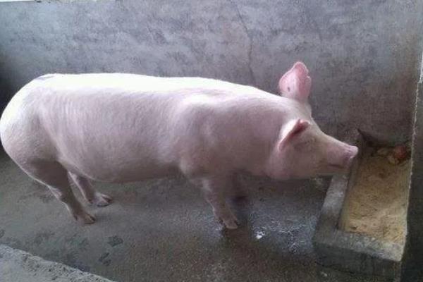 猪为什么突然不吃食，主要是中毒、应激、患有疾病所致
