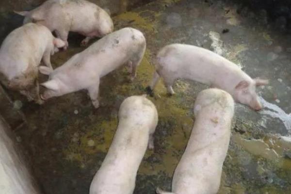 猪为什么突然不吃食，主要是中毒、应激、患有疾病所致