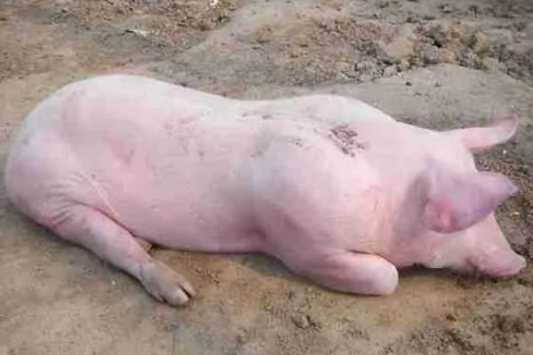 猪为什么突然不吃食，主要是中毒、应激、患有疾病所致