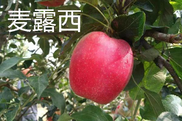 哪些苹果我国需要进口，维纳斯黄金、美国蛇果等品种属于进口货
