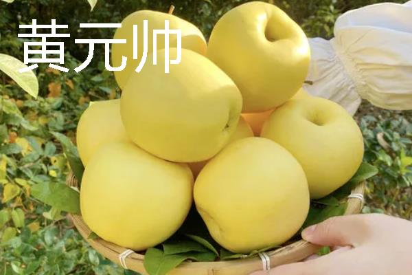 哪些苹果我国需要进口，维纳斯黄金、美国蛇果等品种属于进口货