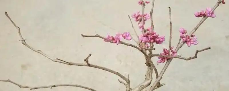 紫荆冬天能不能开花，保证适宜的生长温度冬天也能开花