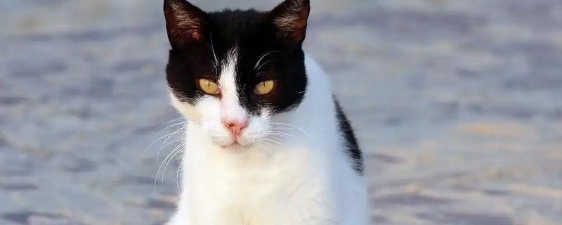 猫毛囊炎和猫癣的区别是什么，感染源和症状均不同