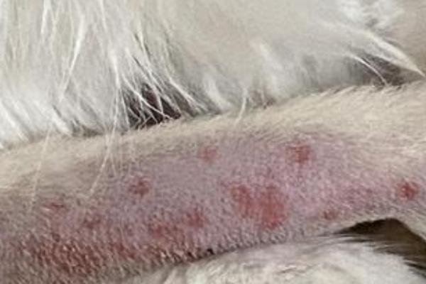 猫毛囊炎和猫癣的区别是什么，感染源和症状均不同