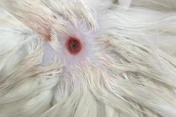 猫毛囊炎和猫癣的区别是什么，感染源和症状均不同
