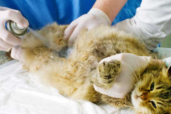 猫毛囊炎和猫癣的区别是什么，感染源和症状均不同