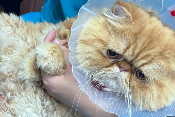 猫毛囊炎和猫癣的区别是什么，感染源和症状均不同