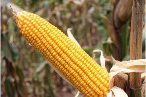 博奥131玉米种子特点，中抗丝黑穗病