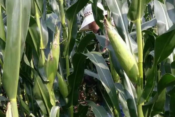 博奥131玉米种子特点，中抗丝黑穗病