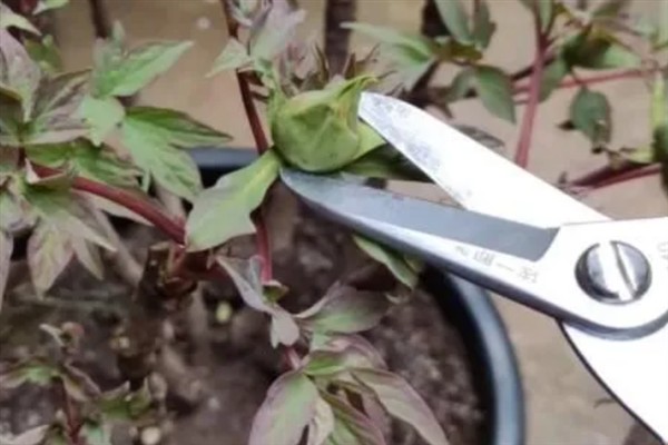 朱槿牡丹花怎么修剪，株高达到15厘米时剪除枝叶顶端的幼芽