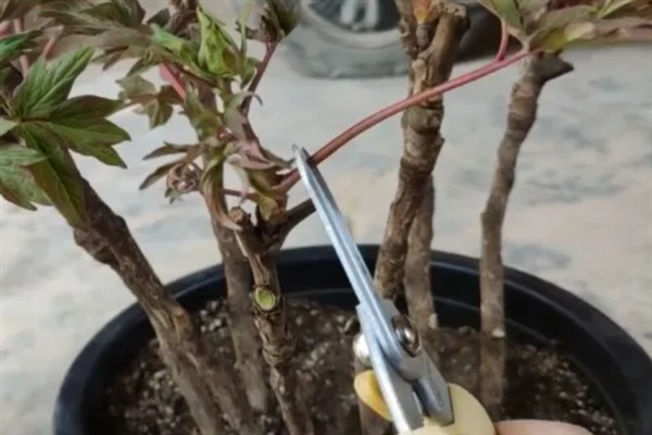 朱槿牡丹花怎么修剪，株高达到15厘米时剪除枝叶顶端的幼芽