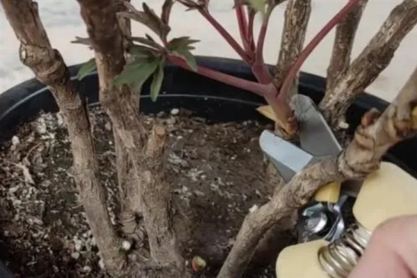 朱槿牡丹花怎么修剪，株高达到15厘米时剪除枝叶顶端的幼芽