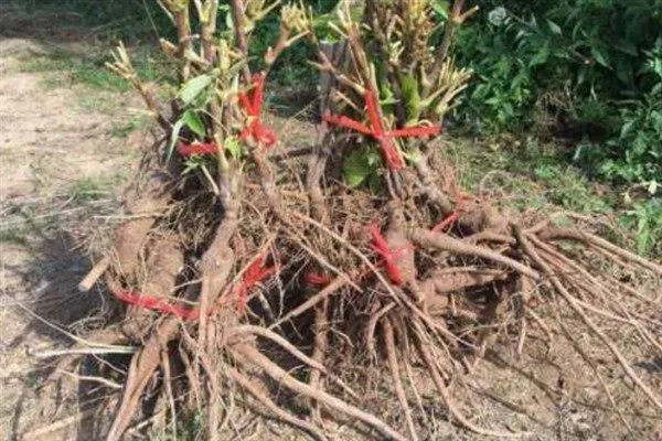 朱槿牡丹花怎么修剪，株高达到15厘米时剪除枝叶顶端的幼芽