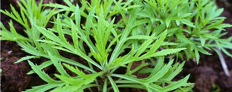 藜蒿是不是喜阳植物，喜阴适合在湿润环境中生长