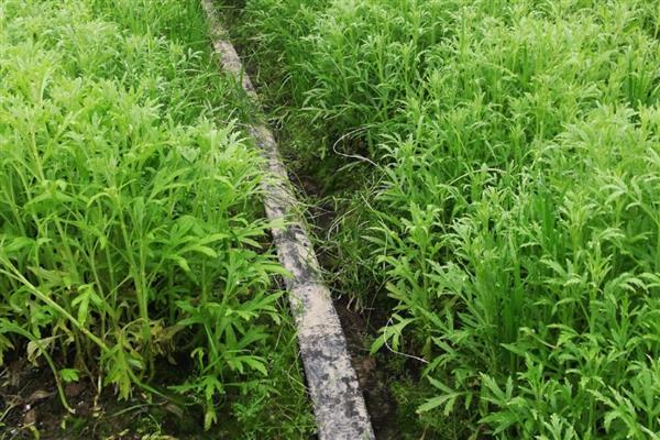 藜蒿是不是喜阳植物，喜阴适合在湿润环境中生长