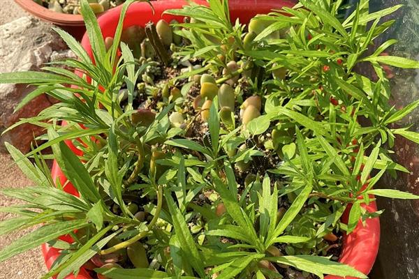 藜蒿是不是喜阳植物，喜阴适合在湿润环境中生长