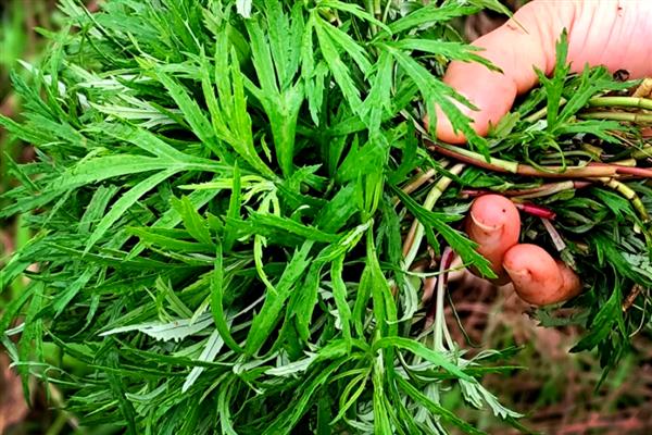 藜蒿是不是喜阳植物，喜阴适合在湿润环境中生长