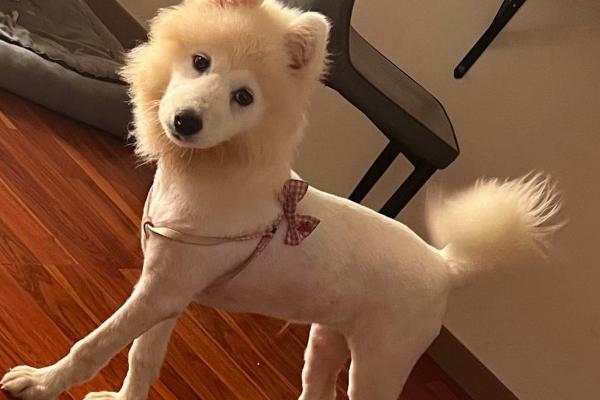 狗狗耐热吗，狗狗不耐热