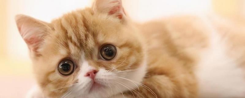 猫贫血的症状表现，会感觉到体力不支