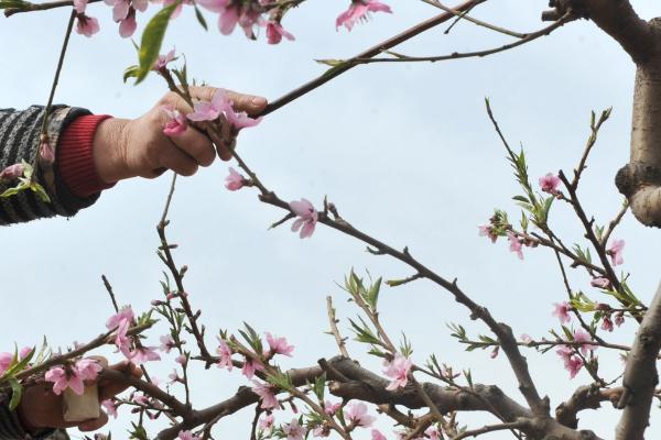 桃树保花保果的关键，要多施有机肥