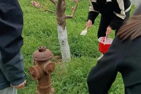 桃树保花保果的关键，要多施有机肥
