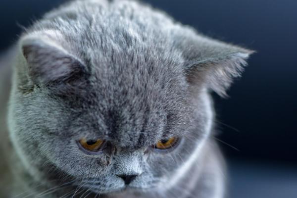 猫贫血的症状表现，会感觉到体力不支