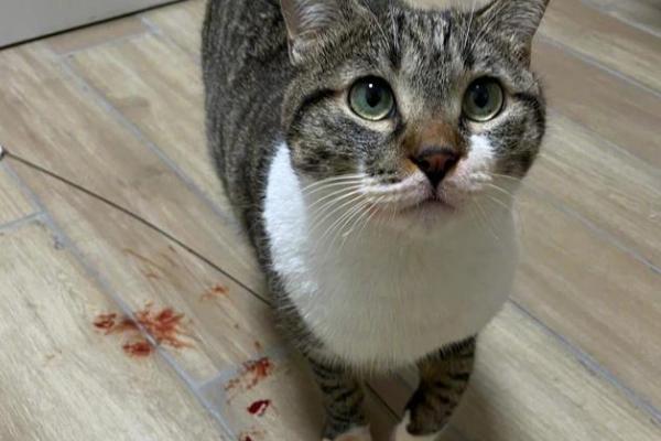 猫贫血的症状表现，会感觉到体力不支