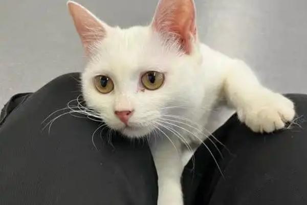 猫贫血的症状表现，会感觉到体力不支