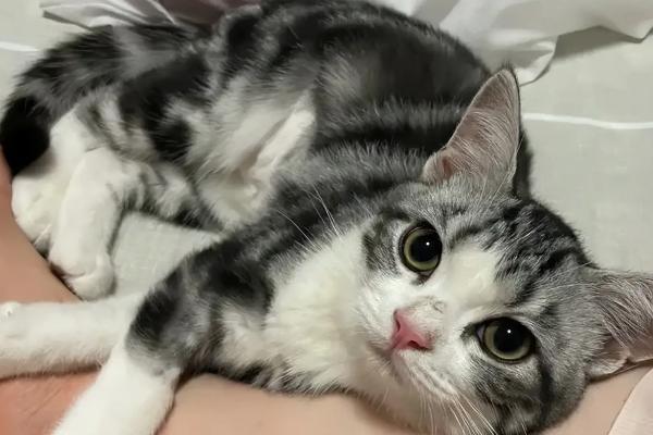 猫贫血的症状表现，会感觉到体力不支