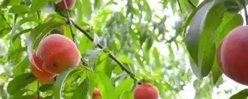 桃树保花保果的关键，要多施有机肥