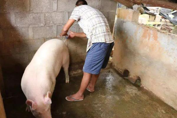 母猪断奶13天仍未起春如何处理，让它接触公猪可以起到诱情作用