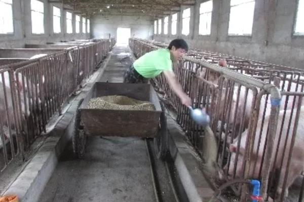 母猪断奶13天仍未起春如何处理，让它接触公猪可以起到诱情作用