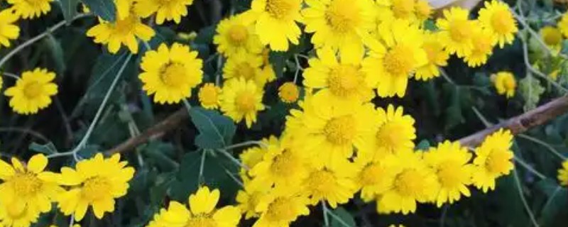 野菊花的保存方法，可以冷藏、水养或制成干花