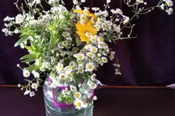 野菊花的保存方法，可以冷藏、水养或制成干花
