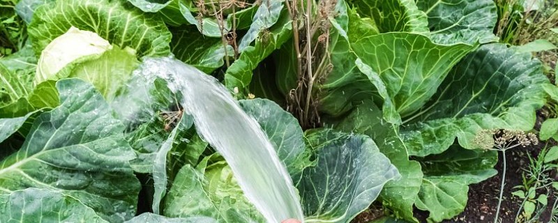 大白菜怎么浇水，苗期每天浇一次