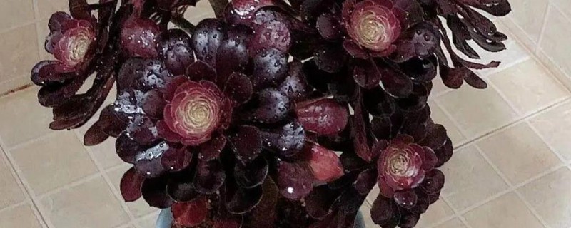 怎么促使黑法师开花，春秋冬三季给予长日照可促进花芽分化
