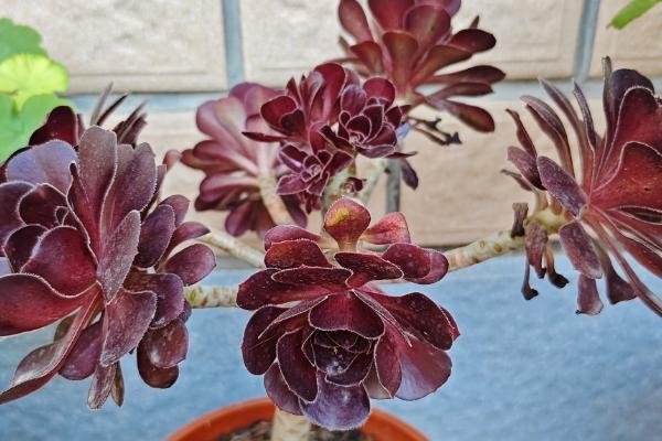 怎么促使黑法师开花,春秋冬三季给予长日照可促进花芽分化