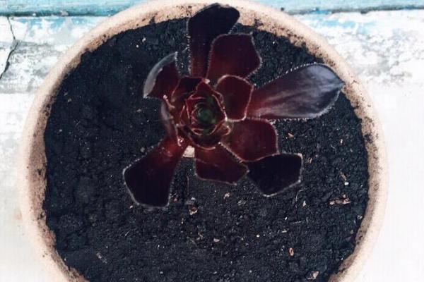 怎么促使黑法师开花,春秋冬三季给予长日照可促进花芽分化