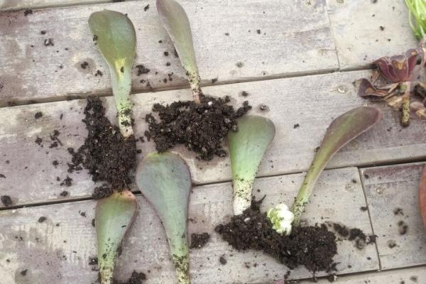 怎么促使黑法师开花,春秋冬三季给予长日照可促进花芽分化