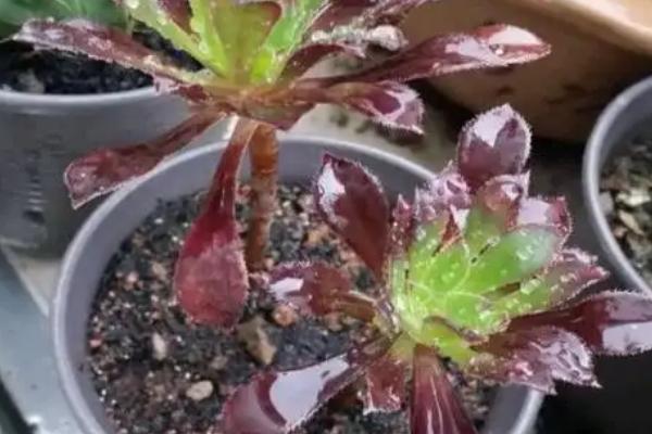 怎么促使黑法师开花,春秋冬三季给予长日照可促进花芽分化