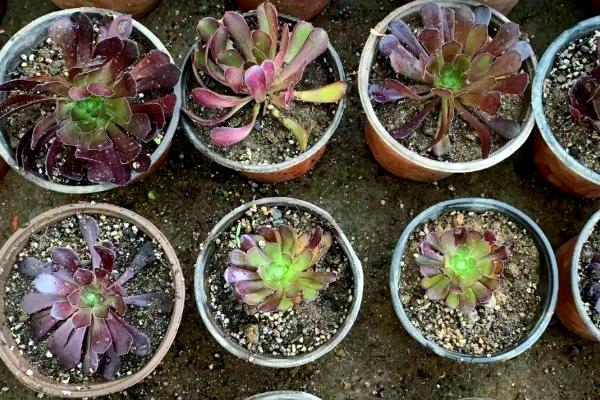 怎么促使黑法师开花,春秋冬三季给予长日照可促进花芽分化