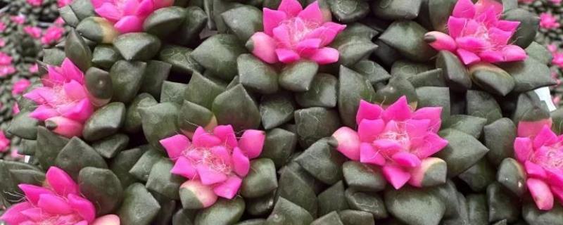 吹雪之松锦如何换盆，要确保一半新土一半培养土