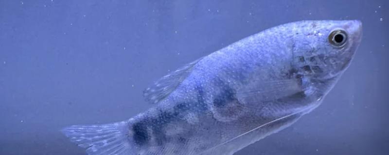 曼龙鱼突然死亡的原因，可能是溶氧含量低、水质差、饲料不卫生导致