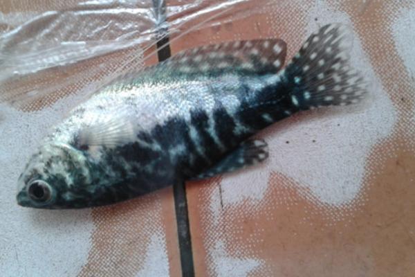 曼龙鱼突然死亡的原因，可能是溶氧含量低、水质差、饲料不卫生导致