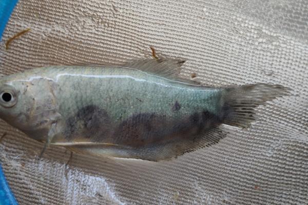 曼龙鱼突然死亡的原因，可能是溶氧含量低、水质差、饲料不卫生导致