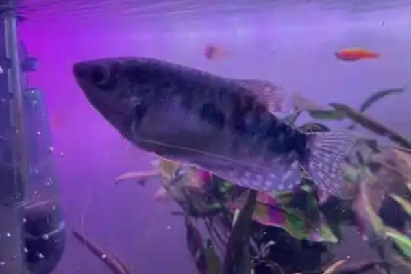 曼龙鱼突然死亡的原因，可能是溶氧含量低、水质差、饲料不卫生导致