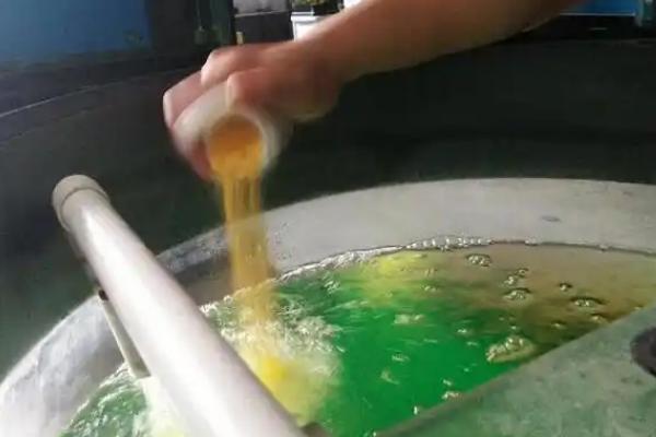 曼龙鱼突然死亡的原因，可能是溶氧含量低、水质差、饲料不卫生导致